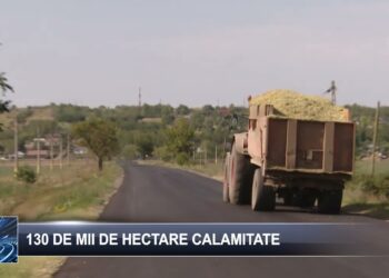 130 000 de hectare calamitate 19 septembrie 2024 TELE`M Botoșani
