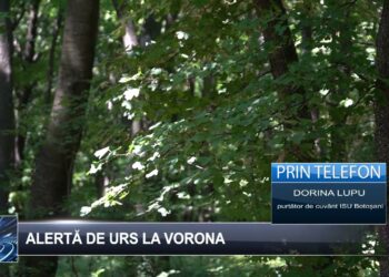 Alertă de urs la Vorona 4 octombrie 2024 TELE`M Botoșani