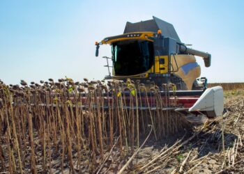 Criză în sectorul agricol din România: Cea mai slabă recoltă de floarea-soarelui din ultimii 15 ani