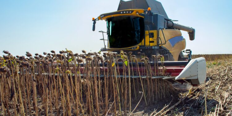 Criză în sectorul agricol din România: Cea mai slabă recoltă de floarea-soarelui din ultimii 15 ani