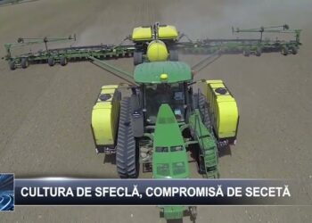 Cultura de sfeclă, compromisă de secetă 31 octombrie 2024 TELE`M Botoșani