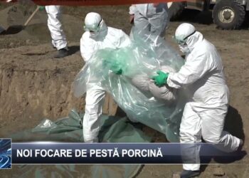 Noi focare de pestă porcină 9 octombrie 2024 TELE`M Botoșani