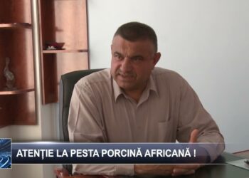 Atenție la pesta porcină 7 noiembrie 2024 TELE`M Botoșani