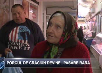 Porcul de Crăciun devine… pasăre rară 15 noiembrie 2024  TELE`M Botoșani