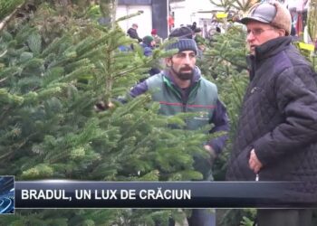 Bradul, un lux de Crăciun 17 decembrie 2024 TELE`M Botoșani