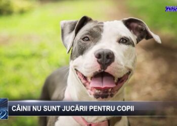 ȘTIRILE TELE’M Botoșani 23 ianuarie 2025 TELE`M Botoșani