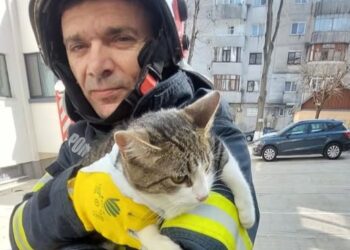 Motan salvat de pompieri după ce a rămas blocat într-un castan, la 12 metri înălțime