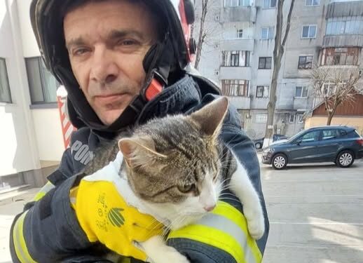 Motan salvat de pompieri după ce a rămas blocat într-un castan, la 12 metri înălțime