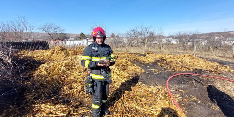 Incendiile fac ravagii în județ. Au ars hectare întregi de vegetație uscată