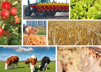 Guvernul acordă 1,5 miliarde de lei pentru sprijinirea crescătorilor de animale și agricultorilor