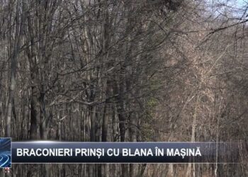 Braconieri prinși cu blana în mașină 6 martie 2025 TELE`M Botoșani