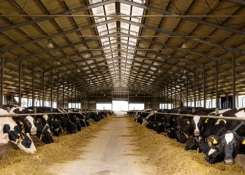 Sprijin financiar pentru crescătorii de animale din Botoșani