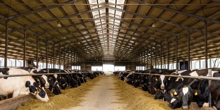 Sprijin financiar pentru crescătorii de animale din Botoșani