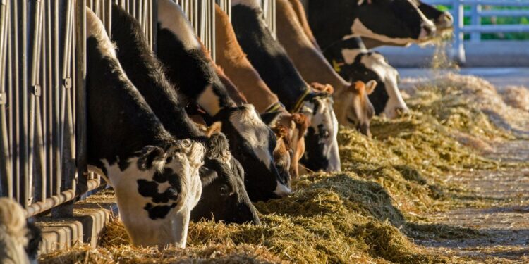 Febra Aftoasă: Atenționare pentru Fermieri