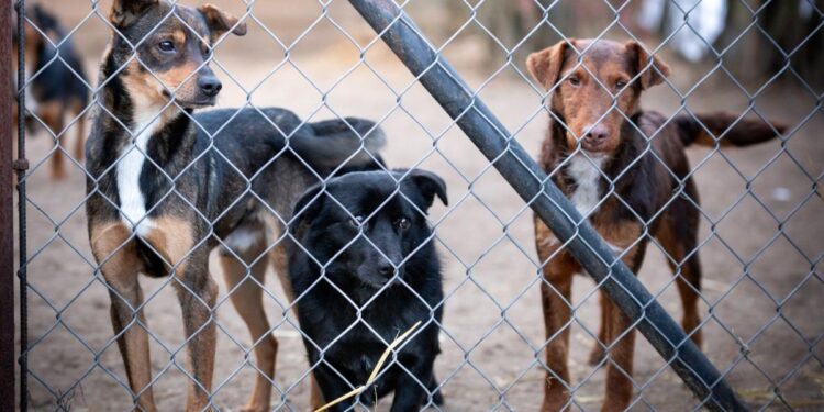 Caz șocant în județul Botoșani: Bărbat reținut după ce a ucis cu intenție doi câini