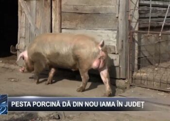 Pesta porcină dă din nou iama în județ  1 aprilie 2025 TELE`M Botoșani