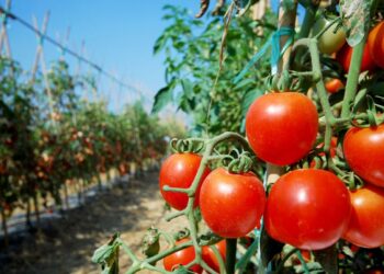 Vești excelente pentru legumicultori: Programul „Tomata” extins în 2025
