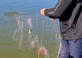 Polițiștii de frontieră botoșăneni culeg plasele de pescuit ilegale de pe Prut