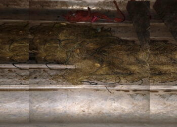 Polițiștii de frontieră botoșăneni au îndepărtat peste 2.000 de metri de plase ilegale de pe râul Prut și lacul Negreni