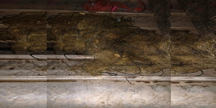 Polițiștii de frontieră botoșăneni au îndepărtat peste 2.000 de metri de plase ilegale de pe râul Prut și lacul Negreni