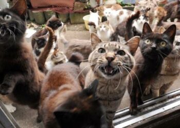 Pisici ținute în condiții improprii – Polițiștii Biroului pentru Protecția Animalelor au intervenit la două imobile din municipiul Botoșani