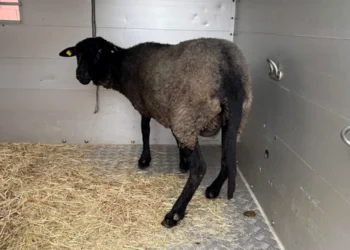 Caz șocant în Berlin: Român prins sacrificând ilegal oi într-un apartament!