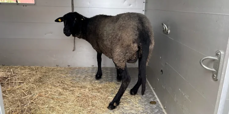 Caz șocant în Berlin: Român prins sacrificând ilegal oi într-un apartament!