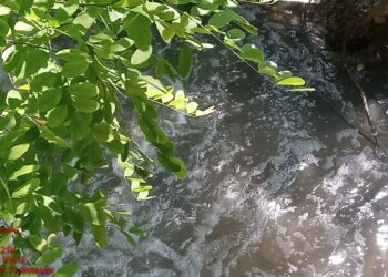 Canalizarea orașului varsă mizerii direct în râu! GARDĂ DE MEDIU: Apă neagră, miros pestilențial și amenzi uriașe!