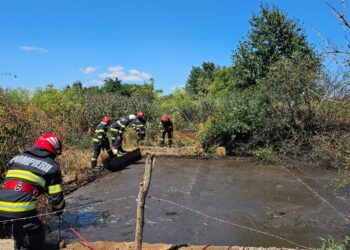 TRAGEDIE CUTREMURĂTOARE LA LEORDA! Un bărbat a murit încercând să salveze un vițel căzut într-o fosă cu dejecții