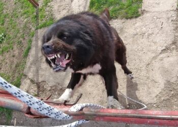 Teroare în Vorniceni! Două persoane atacate de un câine ciobănesc scăpat din curte – Mușcături grave și un stăpân cu o simplă amendă!