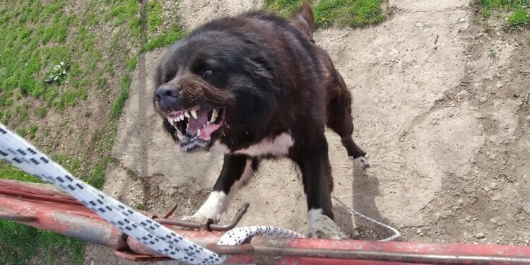 Teroare în Vorniceni! Două persoane atacate de un câine ciobănesc scăpat din curte – Mușcături grave și un stăpân cu o simplă amendă!