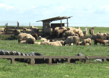 Cinci bărbați reținuți de poliție după ce au bătut doi ciobani