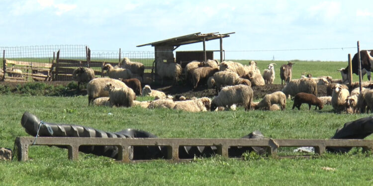 Cinci bărbați reținuți de poliție după ce au bătut doi ciobani