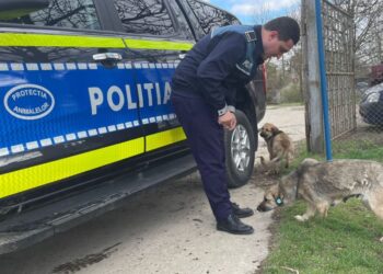 RAID al Poliției în curțile cu câini periculoși! Amenzi de 5.000 de lei și stăpâni luați prin surprindere!