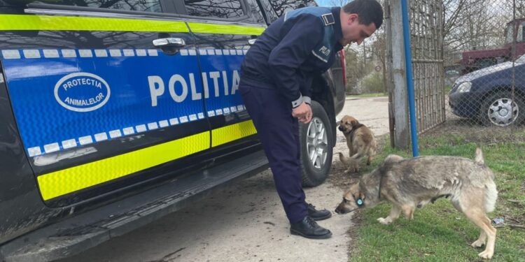 RAID al Poliției în curțile cu câini periculoși! Amenzi de 5.000 de lei și stăpâni luați prin surprindere!