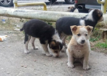 Doi cățeluși aruncați într-un sac de rafie pe marginea drumului – totul, filmat!