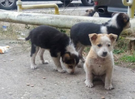 Doi cățeluși aruncați într-un sac de rafie pe marginea drumului – totul, filmat!