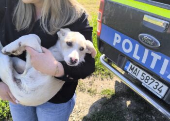 O bunică de 84 de ani, amendată pentru cruzime față de animale – câinele salvat și dus la adăpost VIDEO