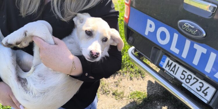 O bunică de 84 de ani, amendată pentru cruzime față de animale – câinele salvat și dus la adăpost VIDEO