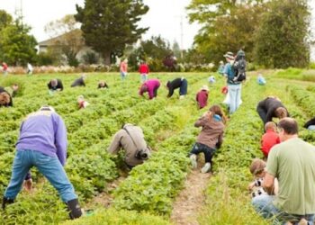 Zilierii, soluția legală și rapidă pentru munca ocazională! ITM Botoșani atrage atenția: „Munca sezonieră fără acte înseamnă muncă nedeclarată!”