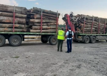 Polițiștii din Botoșani au refuzat banii ascunși în RCA și au dat în vileag un transport ilegal de lemne