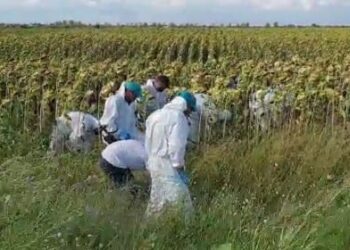 Trupul unui bebeluș, găsit ascuns în pungi pe un câmp – Poliția anchetează o crimă șocantă!