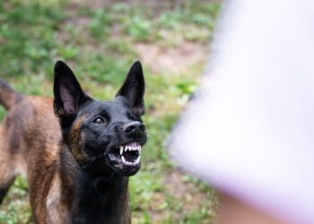 Câine agresiv lăsat liber pe stradă! Femeie amendată din nou de jandarmi