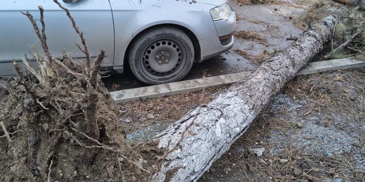 HAOS PE STRADA PACEA! VÂNTUL A FĂCUT PRĂPĂD: COPACI SMULȘI, STÂLP DOBORÂT, MAȘINĂ AVARIATĂ