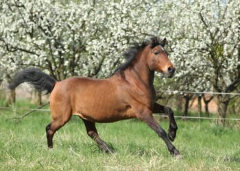 ȘTIAȚI CĂ acest „căluț” din Carpați a dus TUNURI pe munți și merge pe marginea prăpastiei fără să clipească?