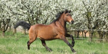 ȘTIAȚI CĂ acest „căluț” din Carpați a dus TUNURI pe munți și merge pe marginea prăpastiei fără să clipească?