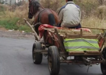 BĂRBAT DE 67 DE ANI, REȚINUT DUPĂ CE A FOST PRINS CU VÂNAT ASCUNS ÎN CĂRUȚĂ