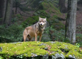 CÂND LUPII AU RESCRIS HARTA AMERICII: Experimentul Yellowstone care a schimbat râuri, păduri și munți în doar câțiva ani