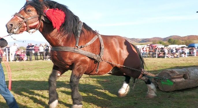 Șoc pe TikTok: un bărbat și-a filmat calul forțat să tragă blocuri de beton. Poliția l-a găsit după clip și i-a dat amendă de peste 13.000 de lei