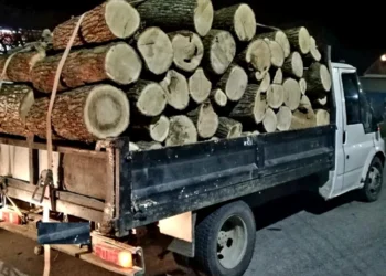 Transport ilegal de lemn, oprit în trafic la Vârfu Câmpului! Tânăr din Suceava, prins fără acte și lăsat fără marfă